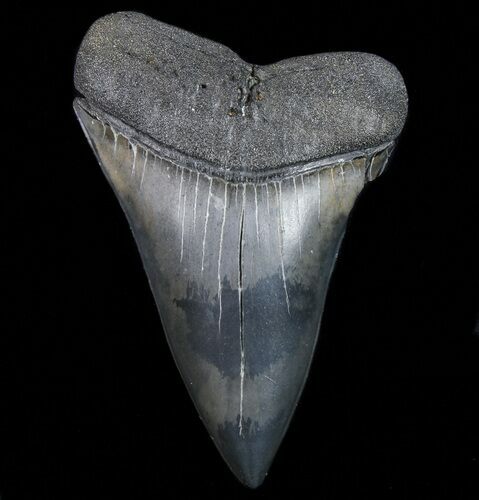 Huge, Fossil Mako Shark Tooth - Georgia #75060